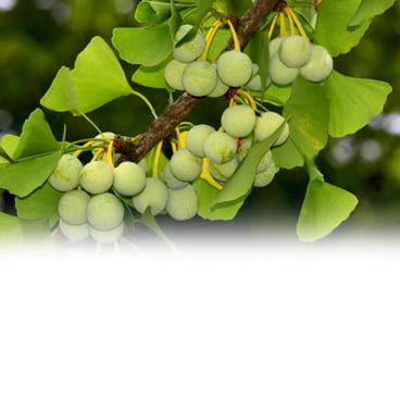 Ginkgo Biloba